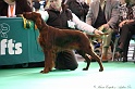 Crufts2011 100